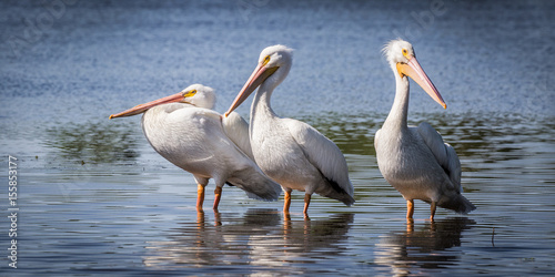 Vászonkép Three White Pelicans In Lake