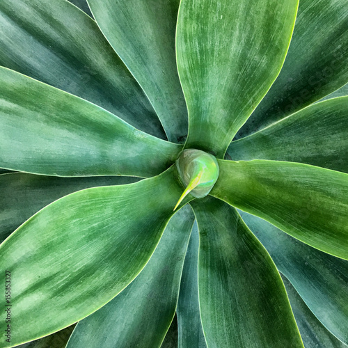 Close up of cactus leaves