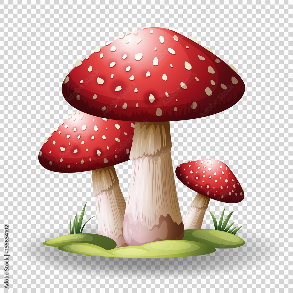 Red mushrooms on transparent background Red mushrooms on transparent background