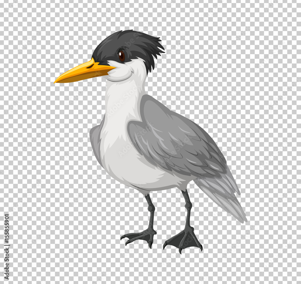 Fototapeta premium Wild bird on transparent background