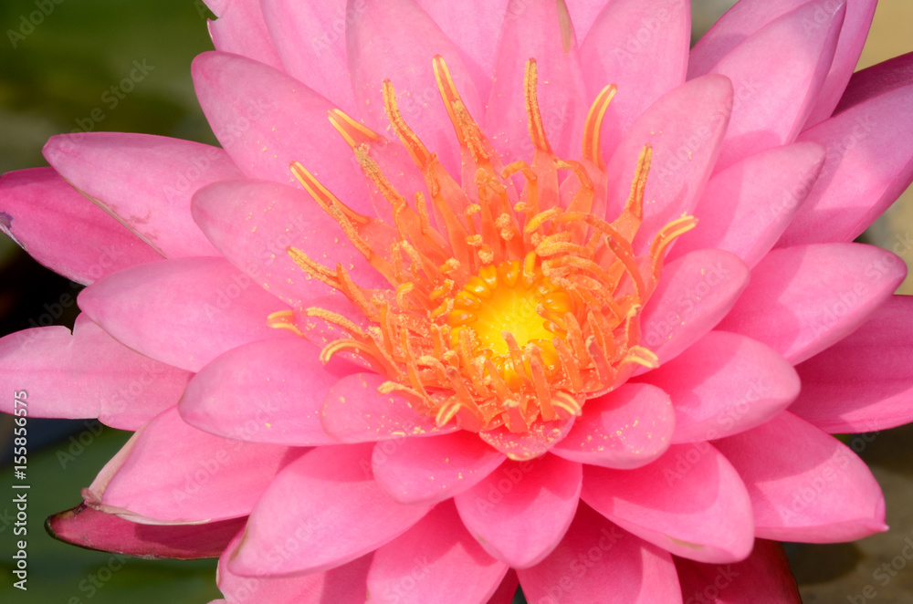 Pink Lotus. Pink Lotus.