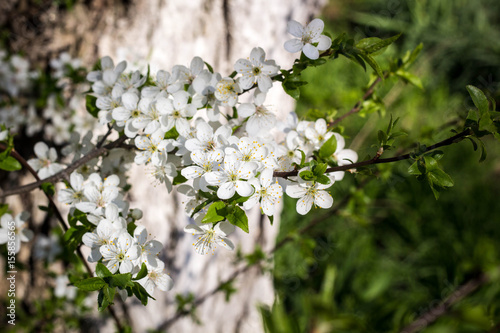 Spring flowering cherry, white flowers
