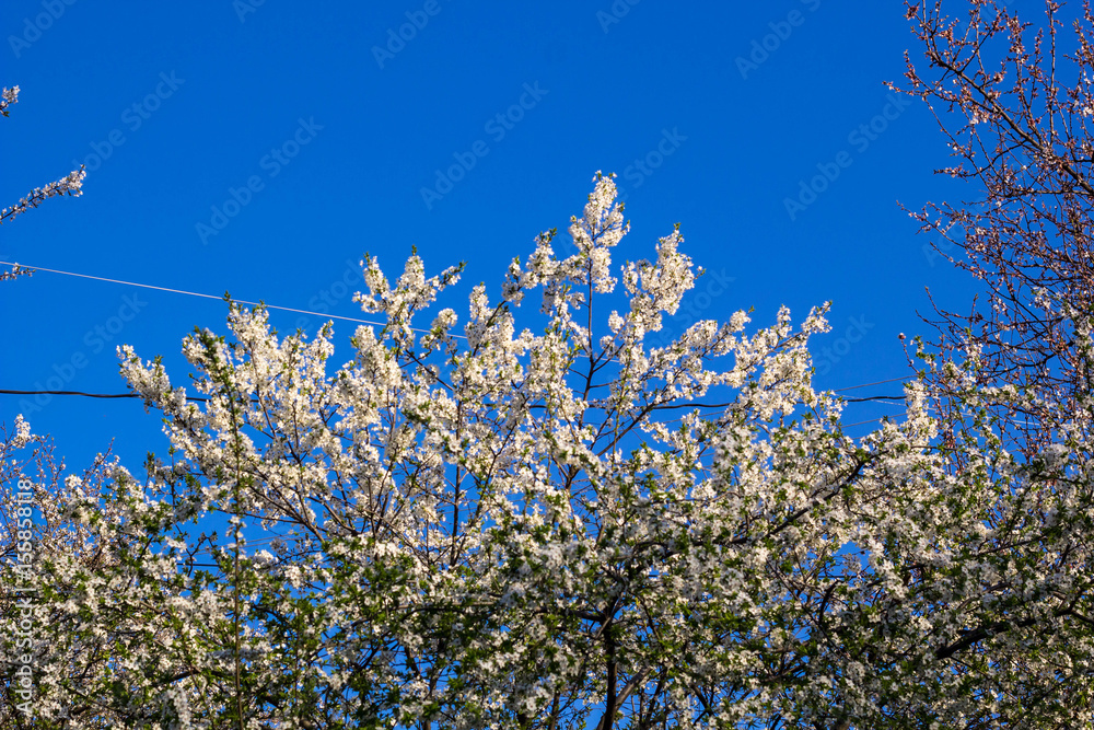 Spring flowering cherry, white flowers