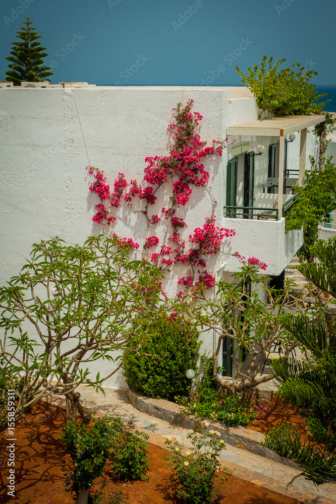 Greek architecture - white buildings, sea and blue windows, Bougainvillea on the white wall