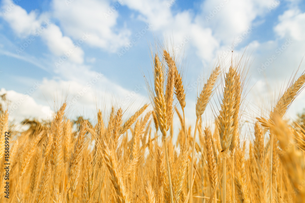 Golden wheat field with blue sky in background Golden wheat field with blue sky in background