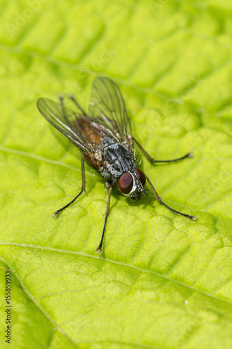 A fly sitting on a green leaf.