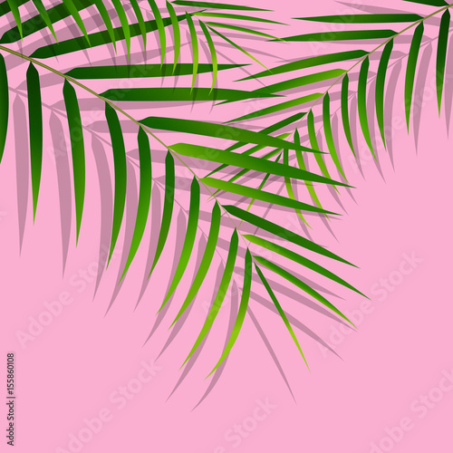 Exotic tropical palm leaves. Botanical leaves on millenial pink background. Exotic background