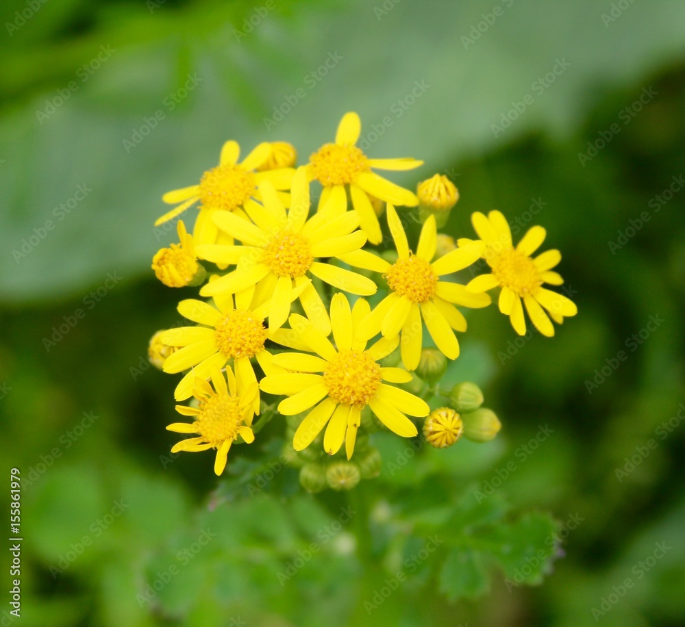 Obraz premium The small yellow wildflowers.
