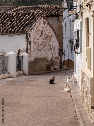 Cats on the street in Gestalgar © A.Ruiz