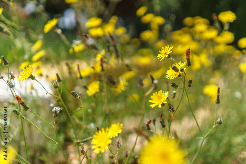 Obraz premium chrysanthemum coronarium