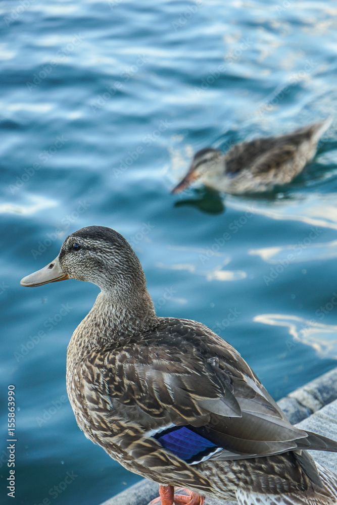 Fototapeta premium Sharp blue ducks
