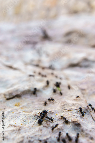 Close view of ants doing a path over the rocks