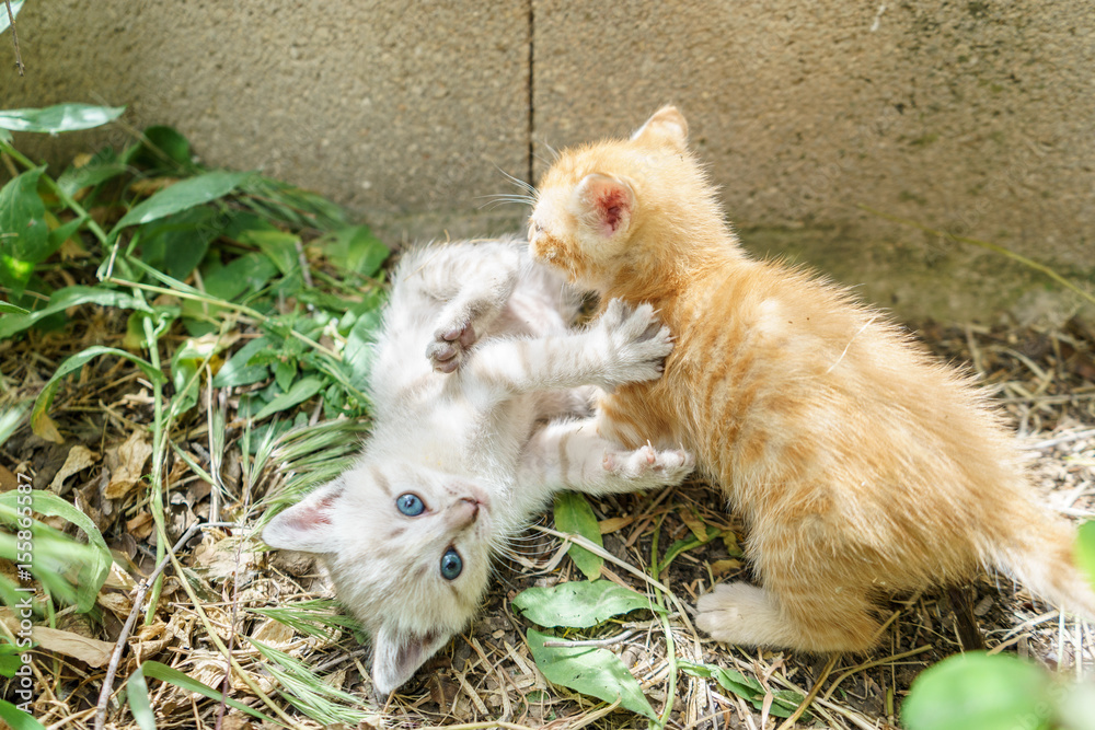 Φωτογραφία Portrait of baby cats in the nature after few weeks