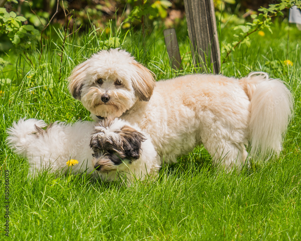 Small dog Coton de Tulear playing in snow and grass