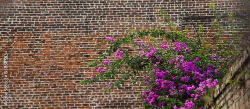 Rustic Brick Wall With Purple Flowers