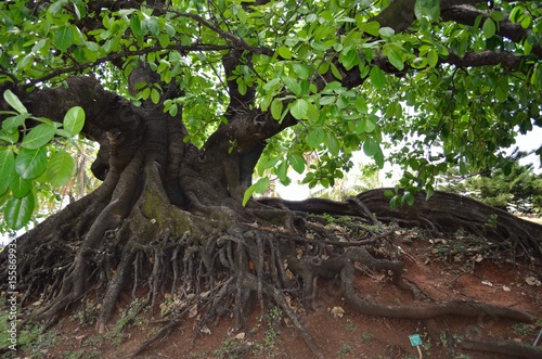 Fig Tree, Habitation Clement, Martinique
