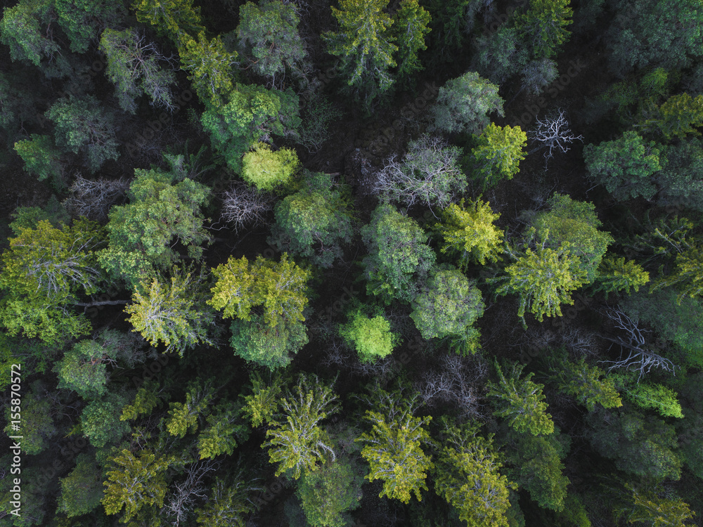 Aerial view of green forest straight above
