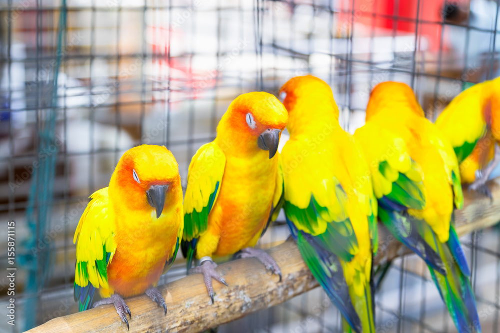 Obraz premium Conure Parrot has a scientific name is Aratinga. Sleep on a log in a cage. Close up view.