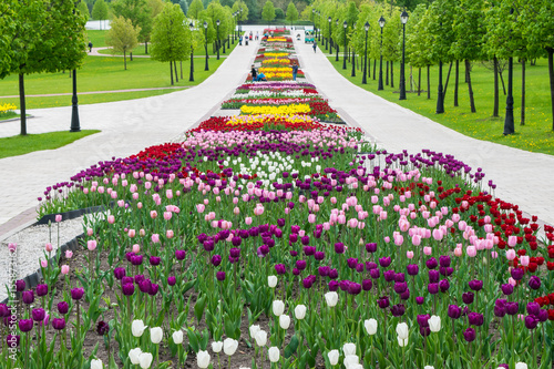 Photography The colorful flower-beds with white, pink, yellow, red and  violet tulips in Tsaritsino park and reserve in Moscow, Russia