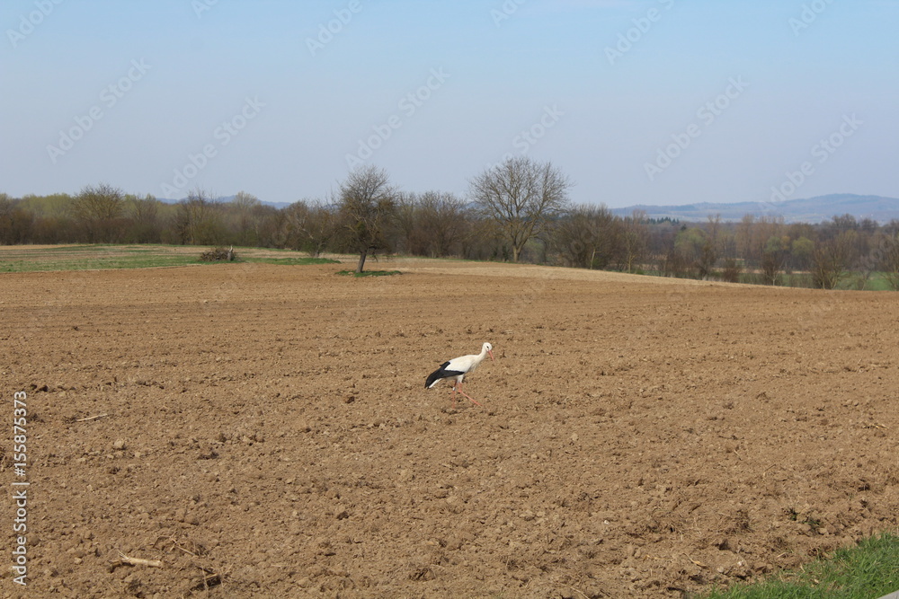 Obraz premium Weißstorch auf einem Feld