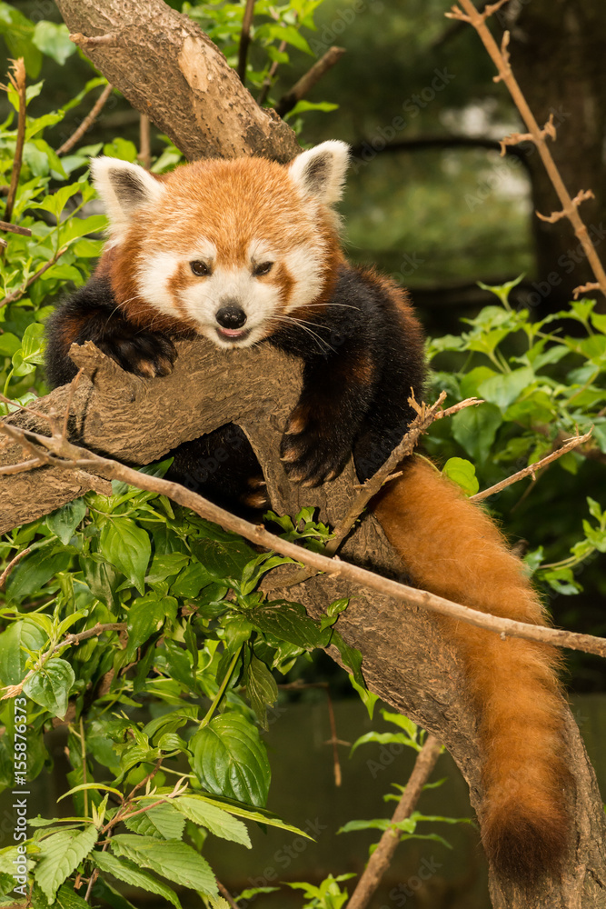 Fototapeta premium A young Red Panda climbing in a tree.