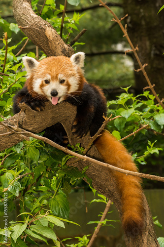 Fototapeta Naklejka Na Ścianę i Meble -  A young Red Panda climbing in a tree.