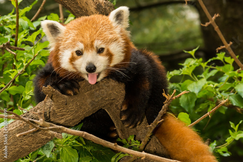 Fototapeta Naklejka Na Ścianę i Meble -  A young Red Panda climbing in a tree.