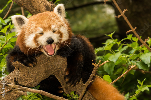 Fototapeta Naklejka Na Ścianę i Meble -  A young Red Panda climbing in a tree.