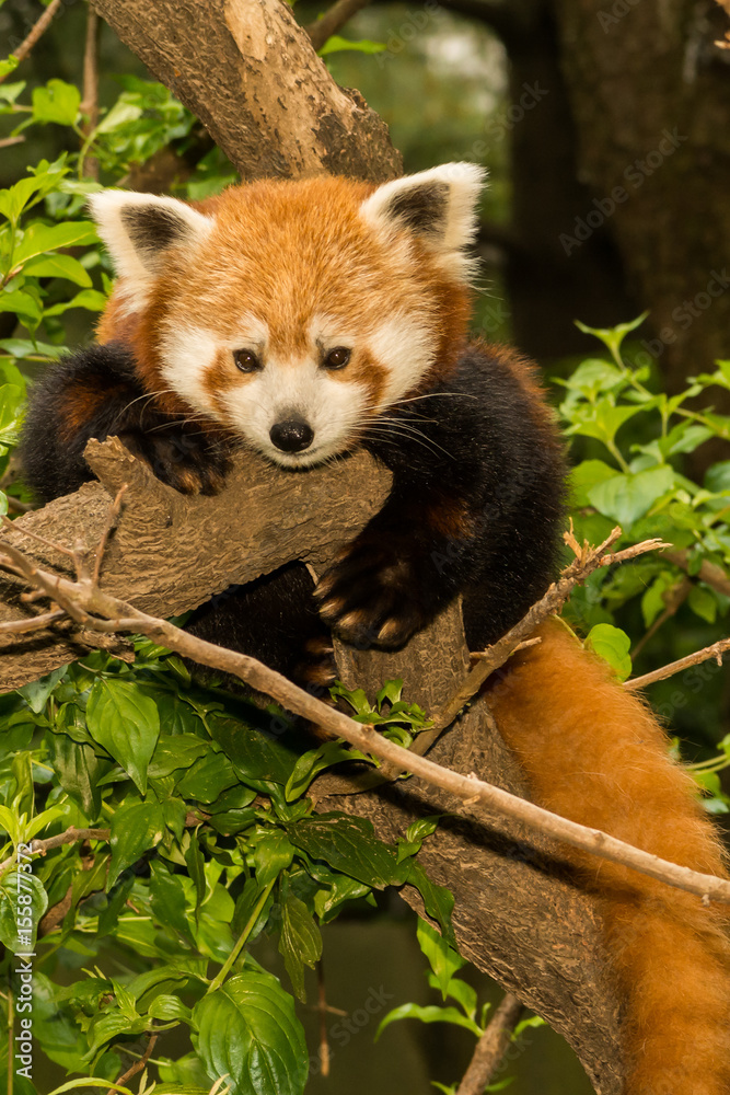 Fototapeta premium A young Red Panda climbing in a tree.