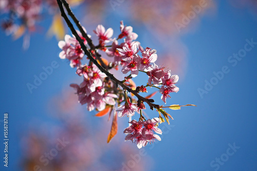 Wild Himalayan Cherry Cherry Blossom Thailand in Chiang Mai.