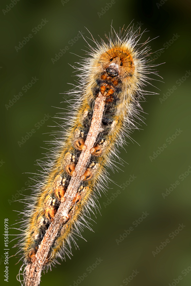 A closeup of a beautiful moth caterpillar