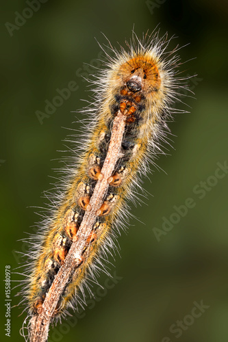 A closeup of a beautiful moth caterpillar © Rinaldo