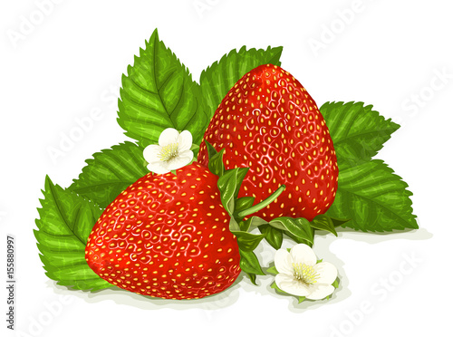 Of strawberries with leaves and blossoms. Vector illustration.