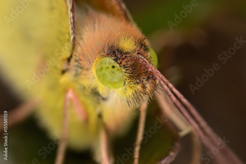 A closeup of a beautiful butterfly photo