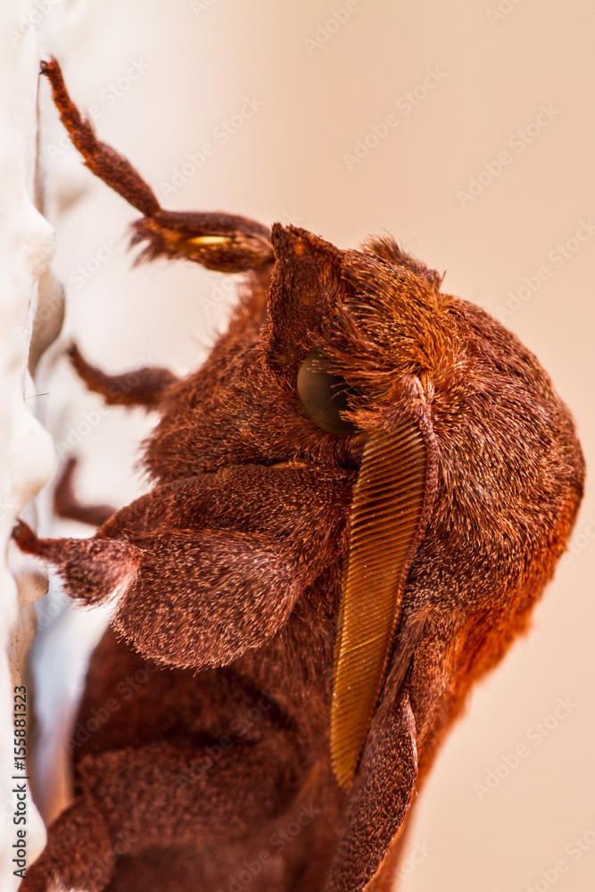 Fototapeta premium A closeup of a beautiful moth