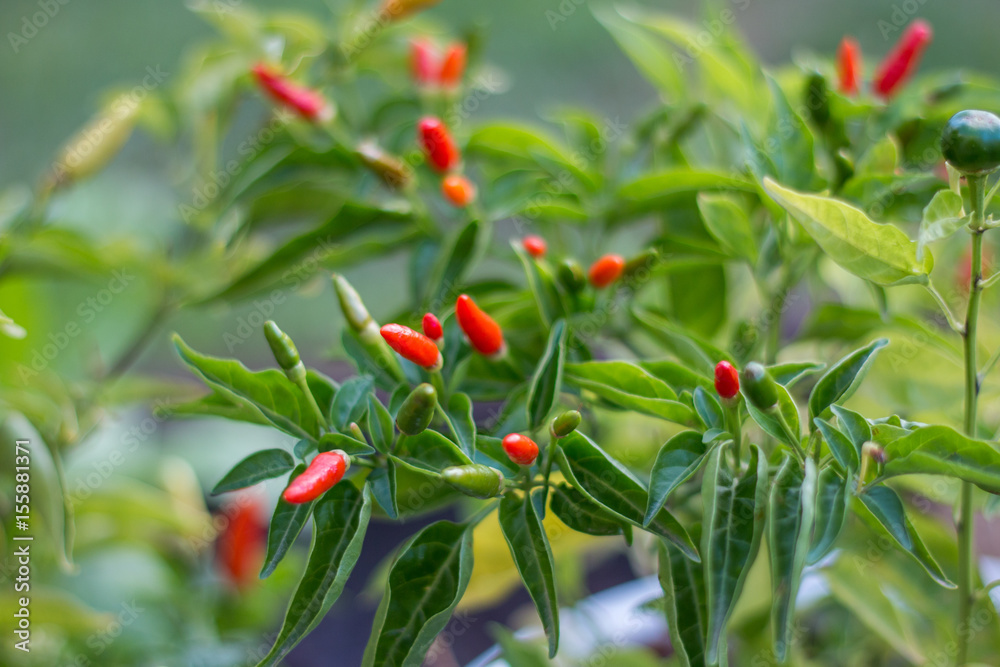 Bird's eye chilli plant with chilies growing focus on foreground
