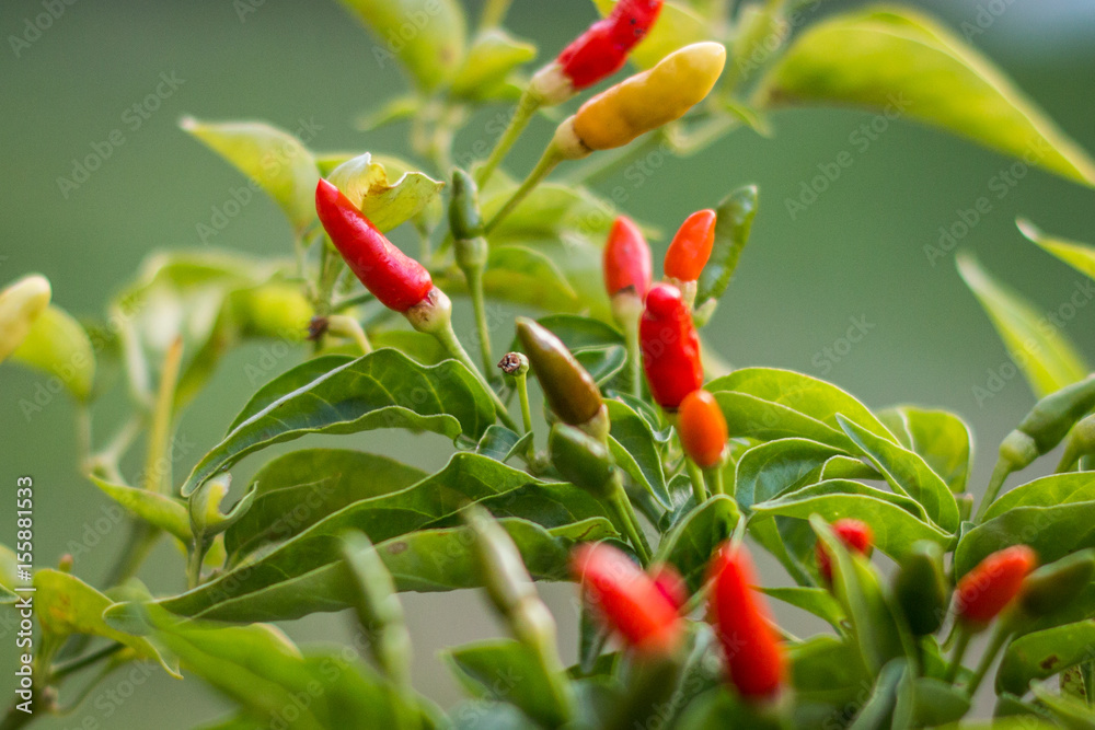 Bird's eye chilli plant with chilies growing close up Bird's eye chilli plant with chilies growing close up