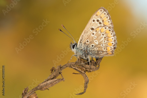 A closeup of a beautiful butterfly