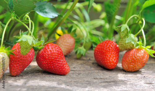 fraises sur planche dans jardin 