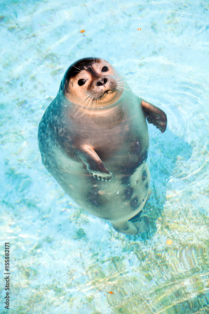 Curious seal floating in shallow water around - Animal, Seal - Animal,  Animal Head, Aquatic Mammal, Harbor Seal Stock Photo | Adobe Stock