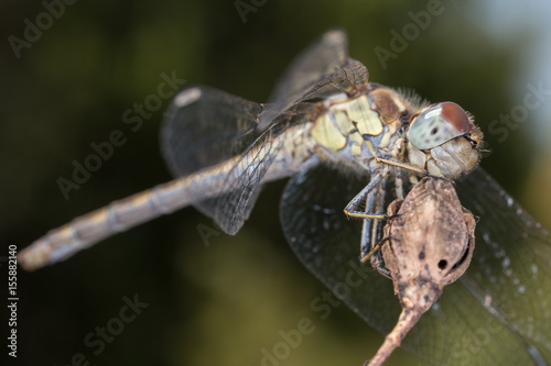 A close-up of a beautiful dragonfly photo