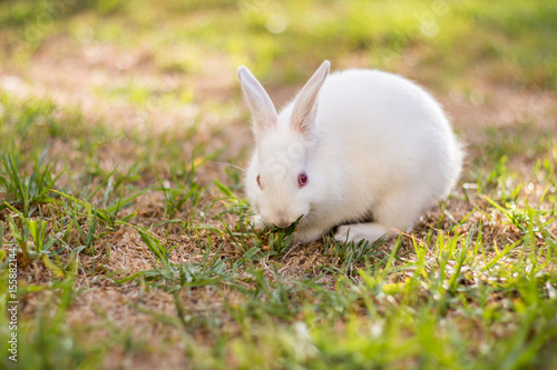 White baby dwarf rabbit sitting outside eating grass