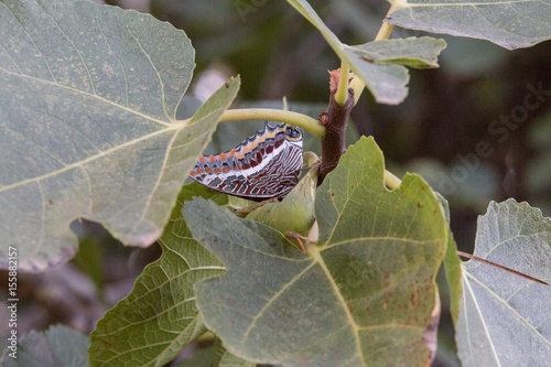 A closeup of a beautiful butterfly photo