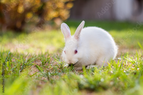 White baby dwarf rabbit sitting outside eating grass