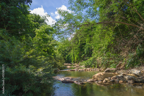 Streams in rainforest