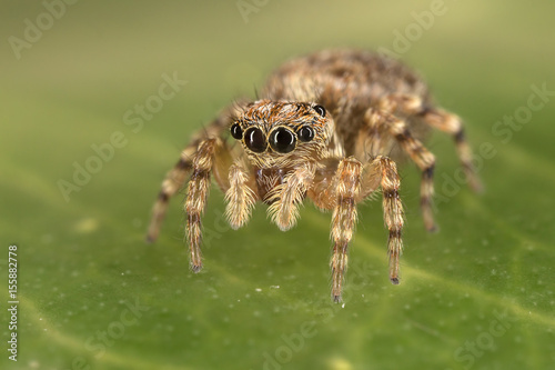 A closeup of a  beautiful spider