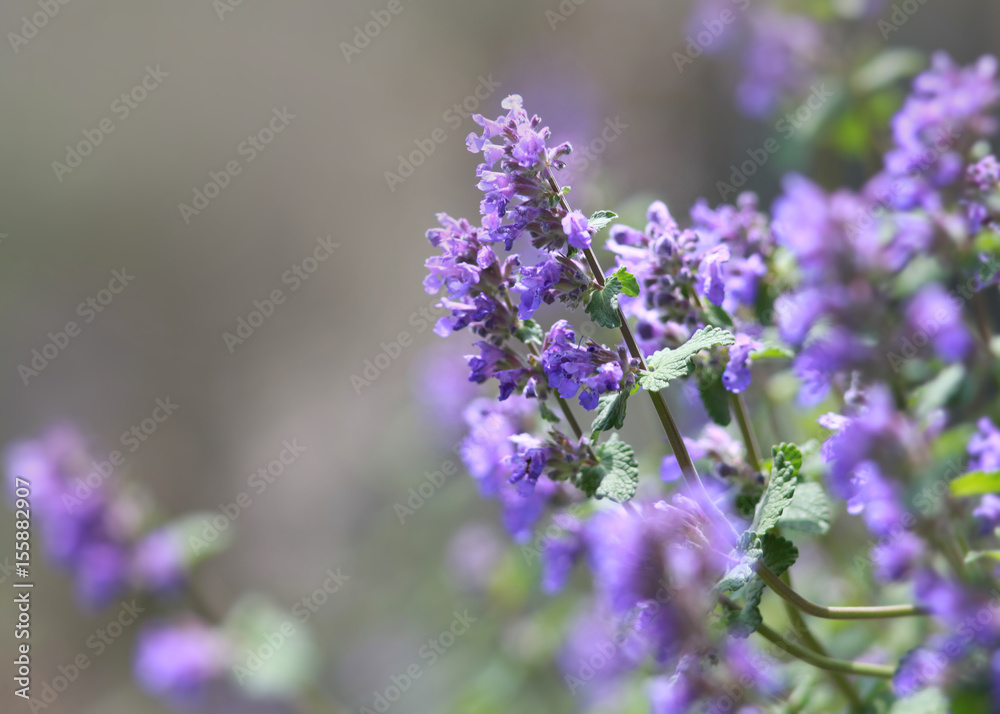 Naklejka premium Close up shot of Lavender flowers