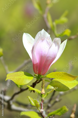Close up shot of white Magnolia flower