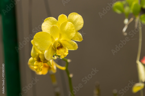 Yellow vanda orchid flowers. photo
