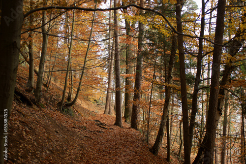 Waldweg dig_0276